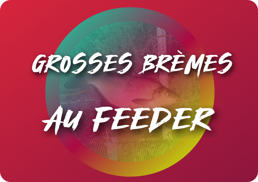 You are currently viewing Grosses brèmes au feeder