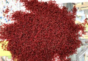 larve de Chironome, fouillis de vers de vase